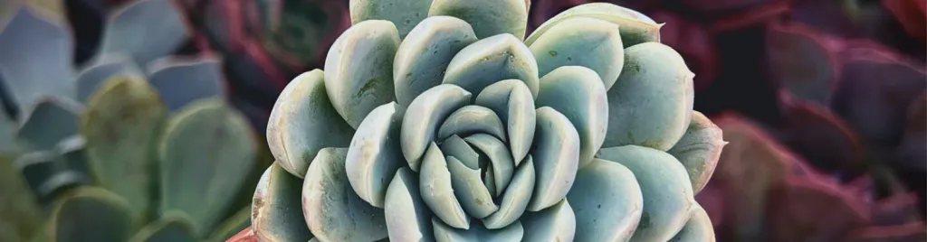 How to care for korean succulents purchase,affiliate,links