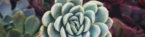 How to care for korean succulents