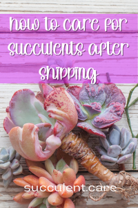 How to care for succulents after shipping