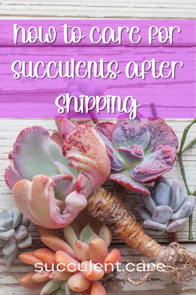 How to care for succulents after shipping shipping