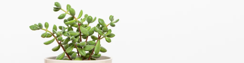 How to care for succulents indoors 1