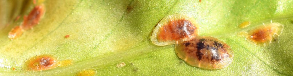 How to get rid of scale insects on succulents succulent pest, disease, mealybug, rot, fungus