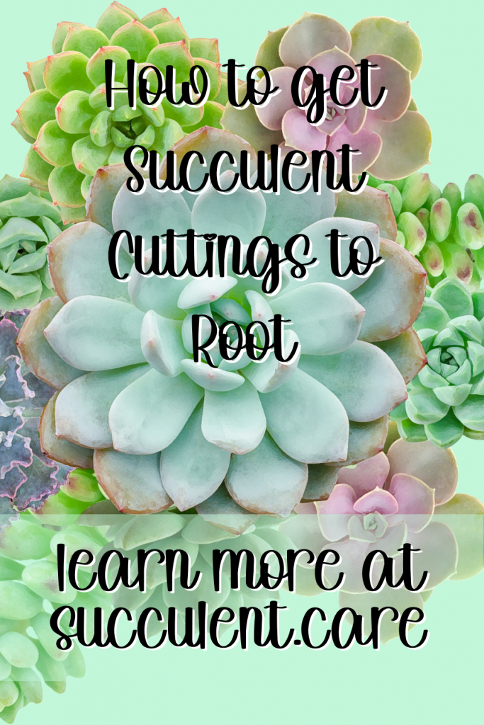 How to get succulent cuttings to root