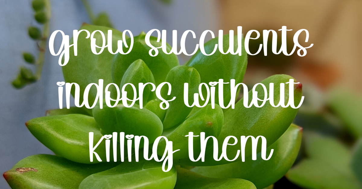 How to grow succulents indoors without killing them