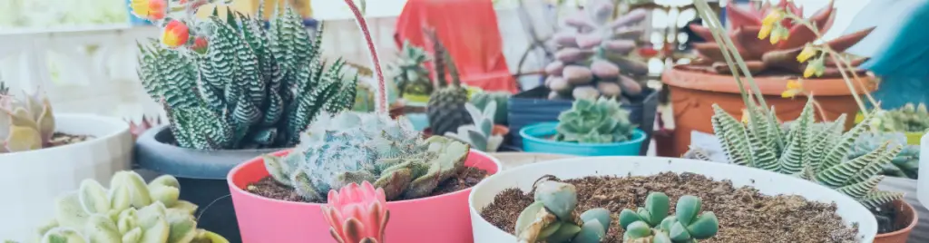 How to keep succulents alive indoors