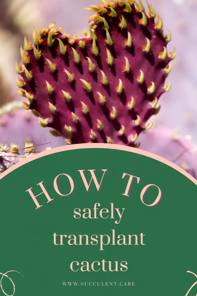 How to safely transplant cactus