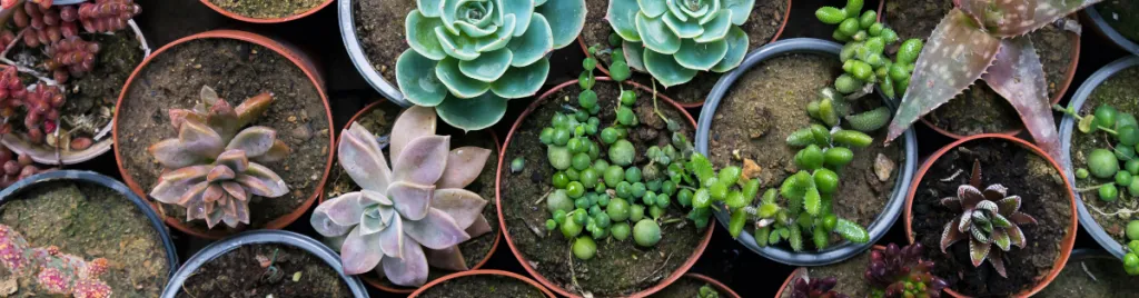 How to take care of succulents indoors