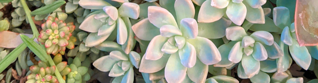 How to tell if a succulent needs more water