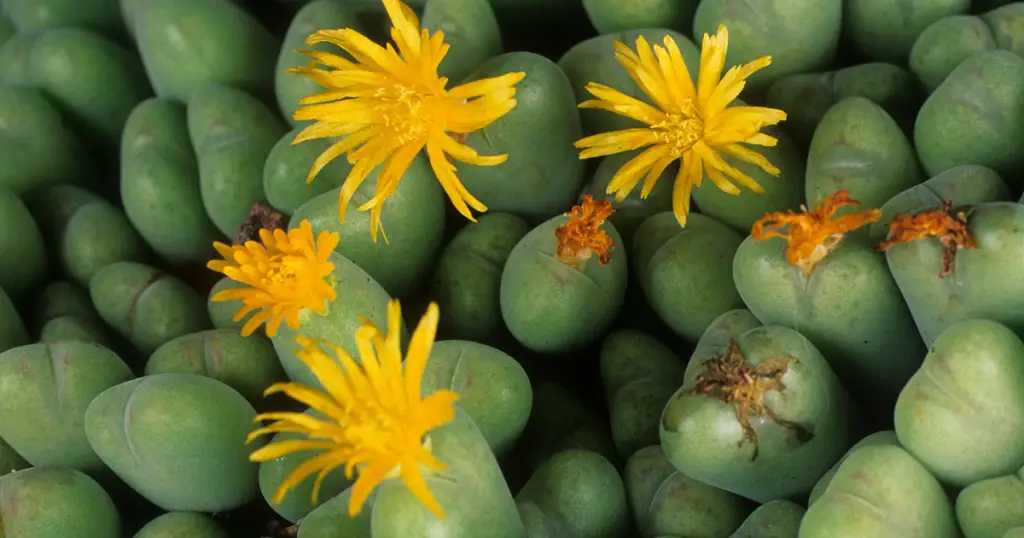 Ice plant succulent mimicry adaptation mesembs