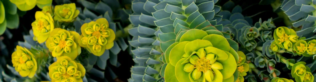 If you have toxic succulents use plant covers poisonous