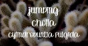 Jumping cholla care guide