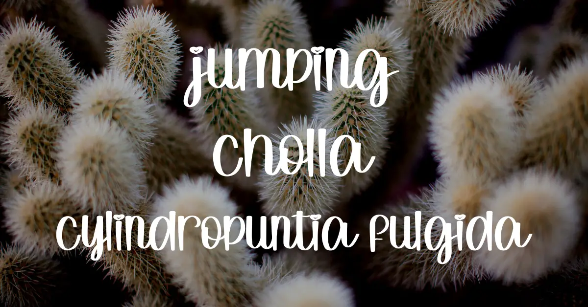 Jumping cholla care guide jumping cholla