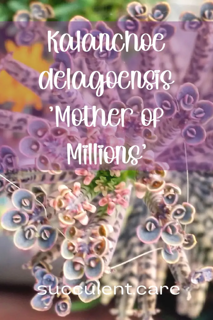 Kalanchoe delagoensis mother of millions care guide kalanchoe delagoensis