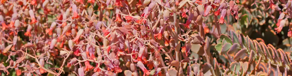 Kalanchoe fedtschenkoi variegata flowers succulent fertilizer