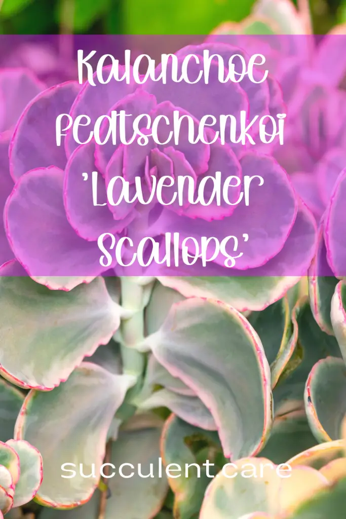 Kalanchoe lavender scallops care guide kalanchoe fedtschenkoi