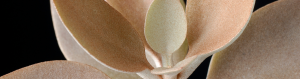 Kalanchoe orgyalis copper spoons care