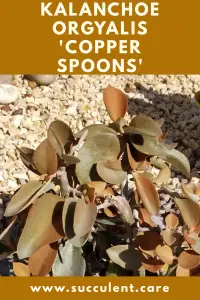 Kalanchoe orgyalis 'copper spoons' care guide