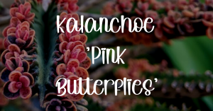 kalanchoe 'pink butterflies' care guide