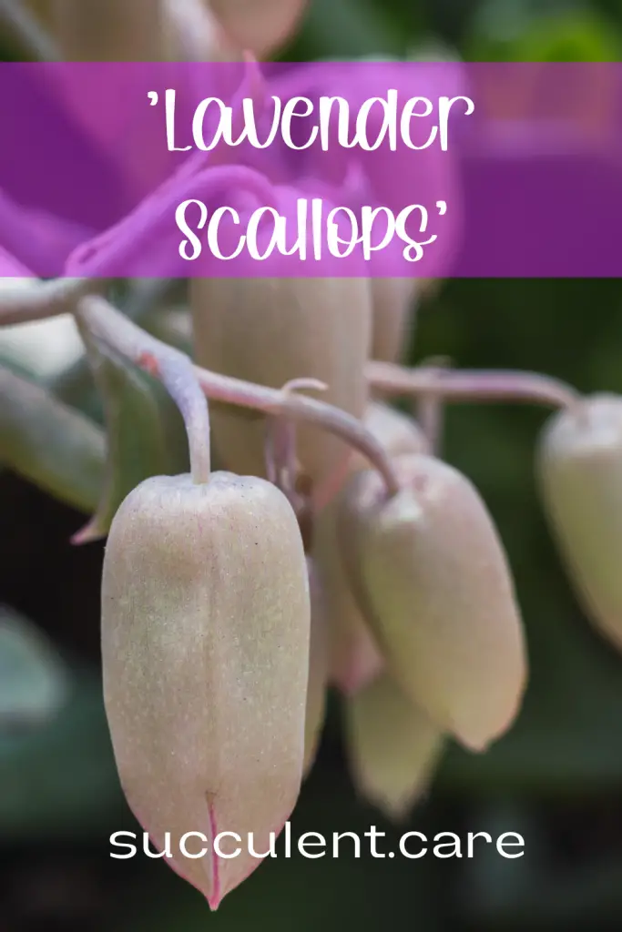 Lavender scallops succulent care info kalanchoe fedtschenkoi
