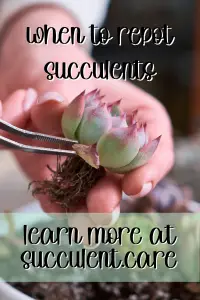 Learn when to repot succulents