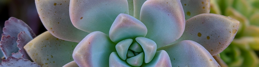 Misting succulents makes them less able to absorb water and nutrients misting succulents