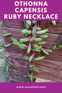 Othonna capensis 'ruby necklace' trailing purple succulent