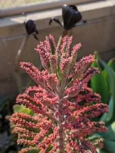 Pink butterfly kalanchoe full of baby plants