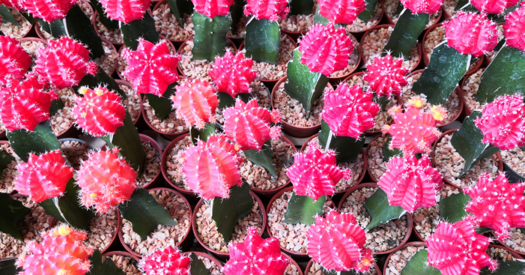Pink moon cactus care