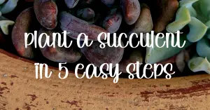 Plant a succulent in 5 easy steps