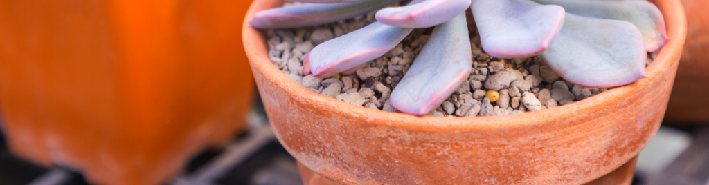 Plant at the correct depth repotting succulents, transplant shock