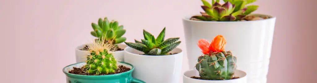 Protect the plant from extreme temperatures repotting succulents, transplant shock