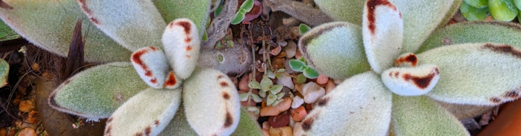Provide them with the right conditions and to be careful with watering misting succulents