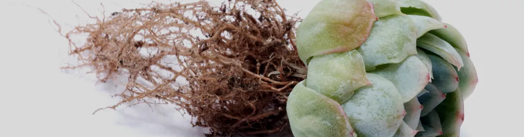 Root rot from overwatering root rot