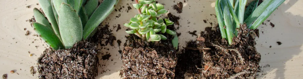 Root rot in succulents root rot