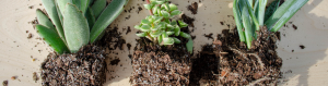 Root rot in succulents