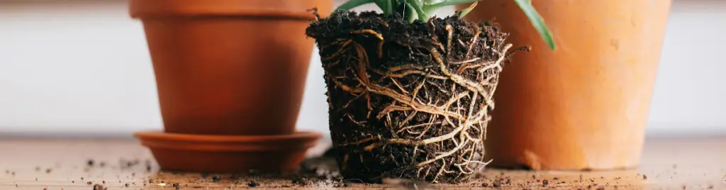 Identifying root rot in succulents and treating it