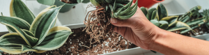 Proper succulent soil prevents root rot