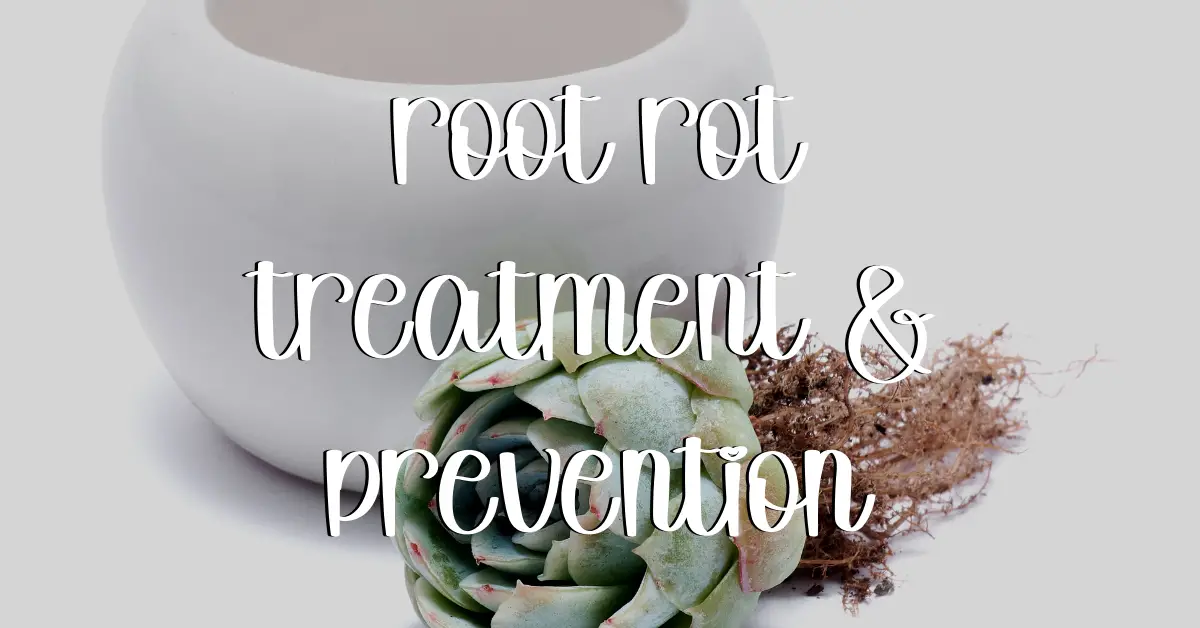 Root rot treatment prevention