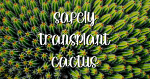 Safely transplant cactus without getting poked