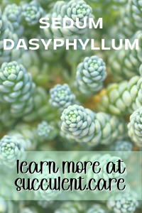 Sedum dasyphyllum major