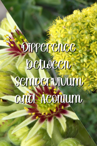 Sempervivum vs aeonium monocarpic flowers