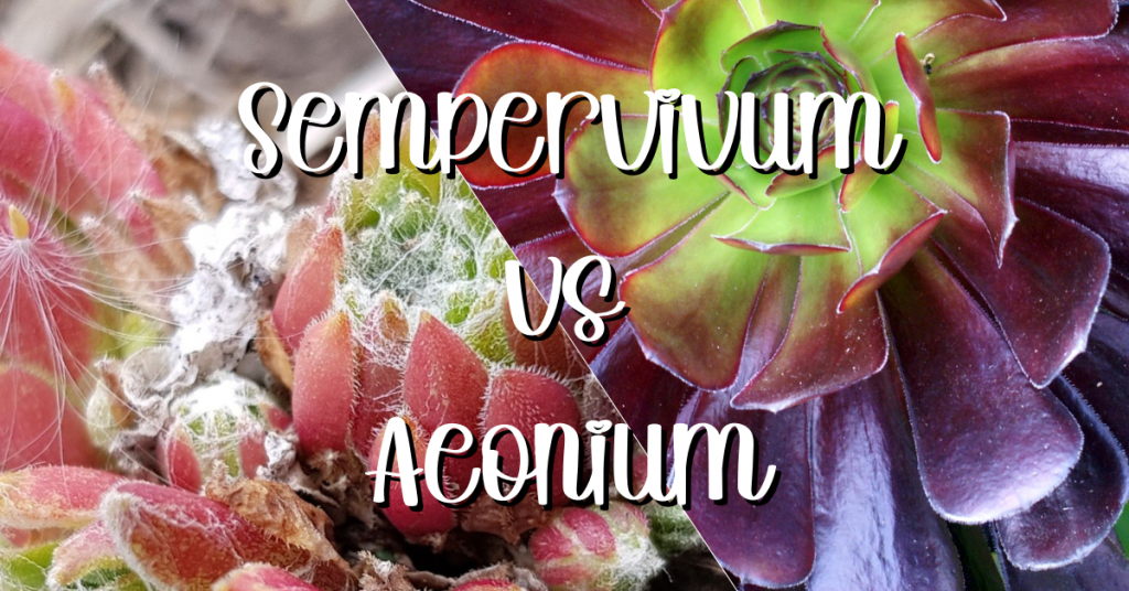 Sempervivum vs aeonium succulents 1