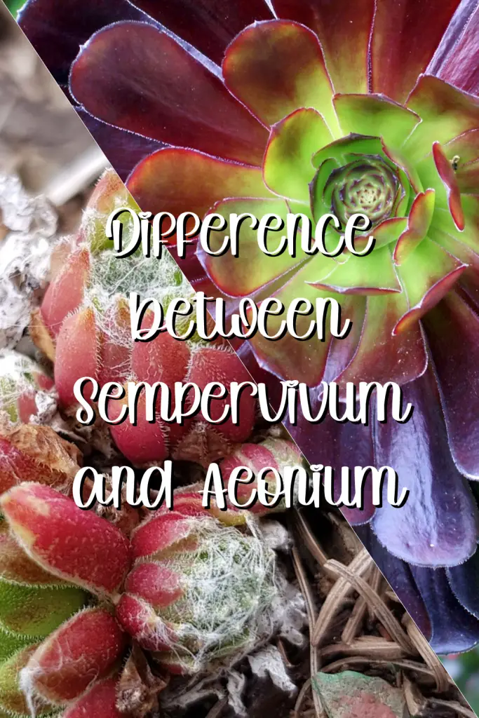 Sempervivum vs aeonium succulents