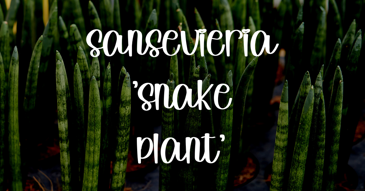 Snake plant care guide