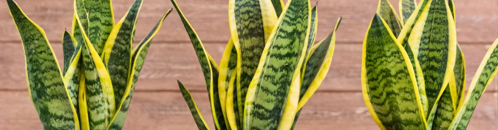 Snake plant helps improve air quality air quality