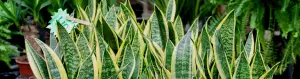 Snake plant sansevieria identification