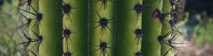 Spines can also help to reduce water loss by shading the plant