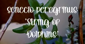 String of dolphins care guide