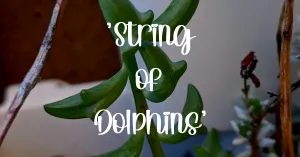 String of dolphins succulent care guide