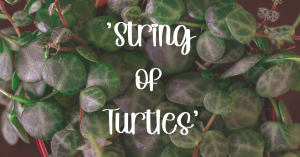 String of turtles care guide